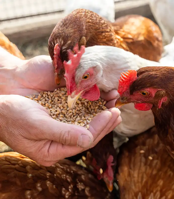 Mélange Poules Pondeuses Versele Laga